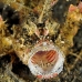 scorpionfish_iminicus_kbrtk3_v_0048_sul1662.jpg
